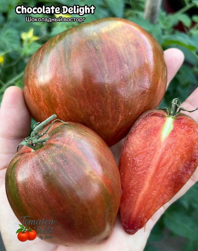 Chocolate Delight F6 / Шоколадный Восторг