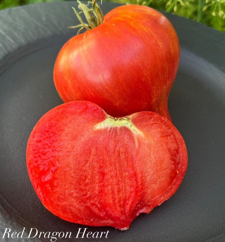 Red Dragon Heart / Сердце Красного Дракона