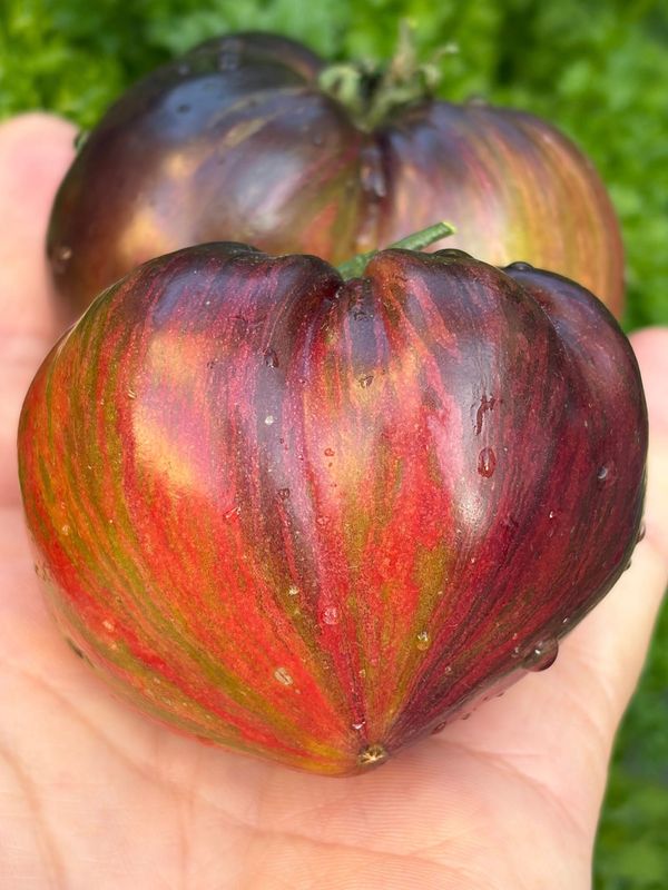 Sofia's Triumph F6 / Триумф Софии