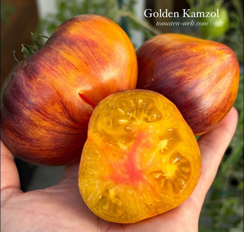 Golden Kamzol / Золотой Камзол