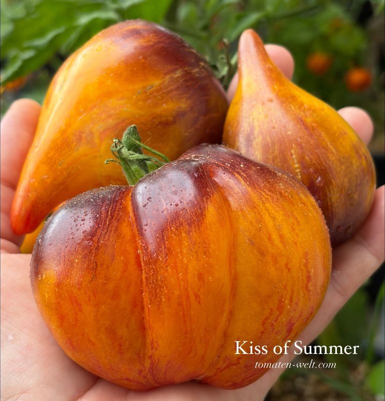 Kiss of Summer / Поцелуй Лета
