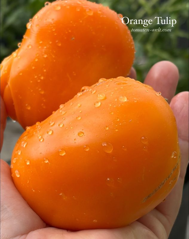 Orange Tulip F6 / Оранжевый Тюльпан