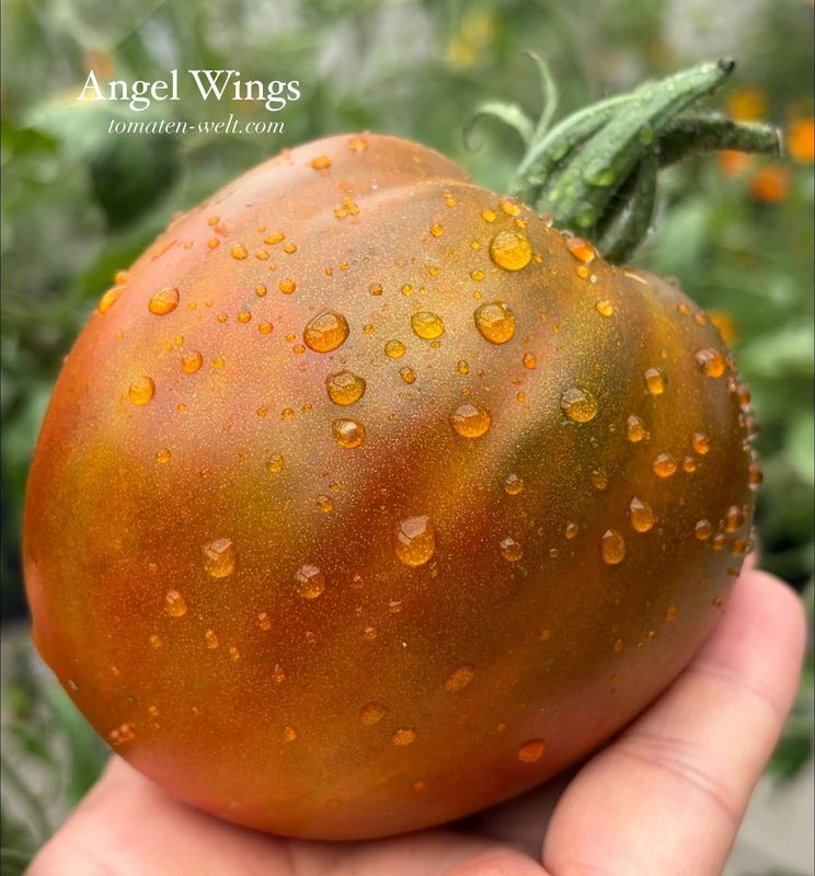 Angel Wings / Крылья Ангела