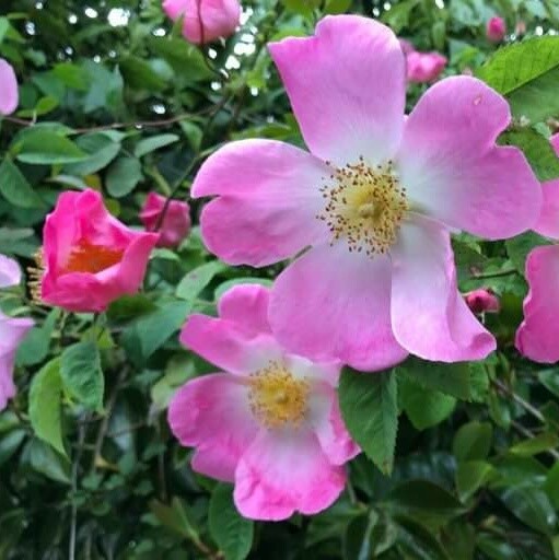 Rose gallica ‘Complicata’