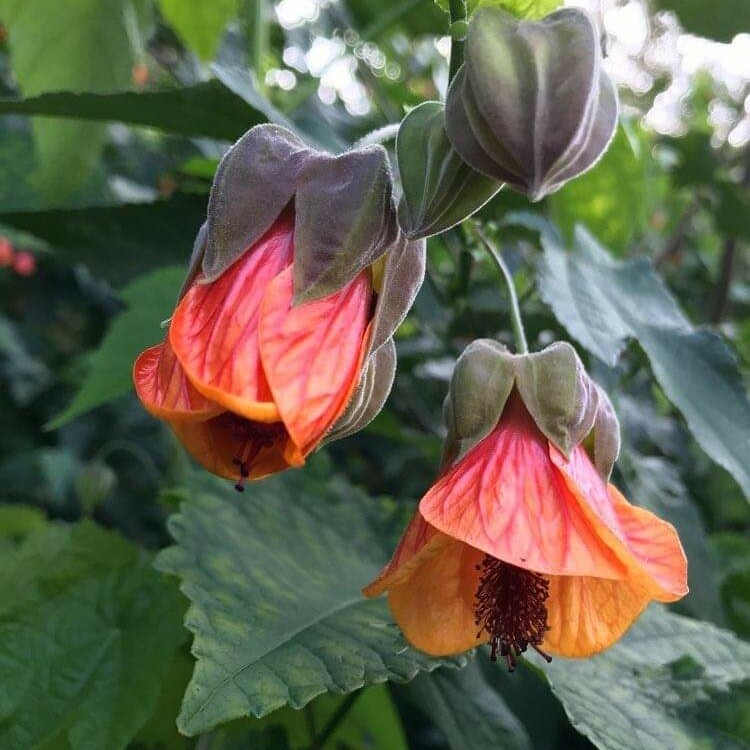 Shrubs &amp; Climbers