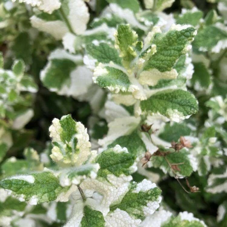 Herb Plants