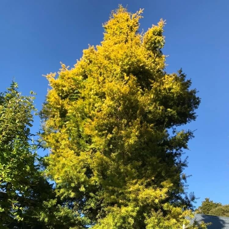 Trees