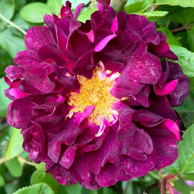 Old Fashioned Roses