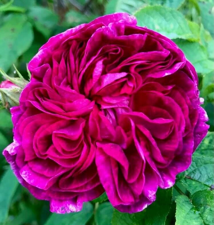 Rose gallica 'Charles de Mills'