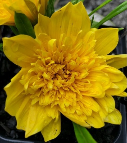 Gazania Double Yellow