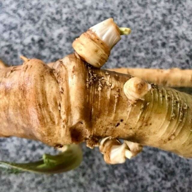 Horseradish