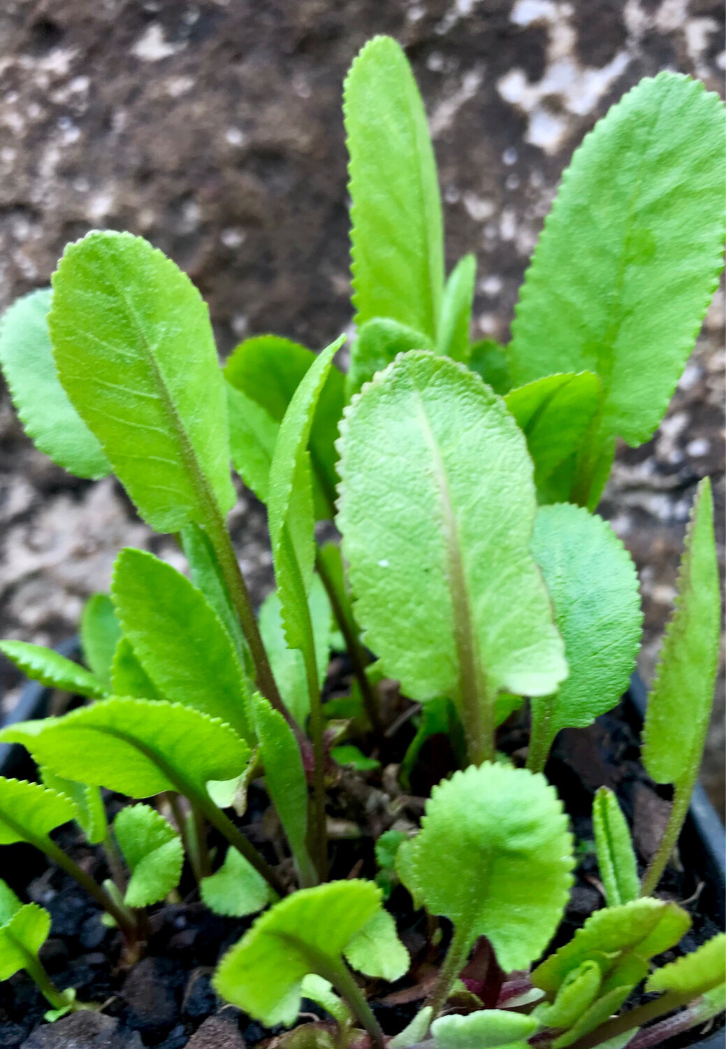 Costmary