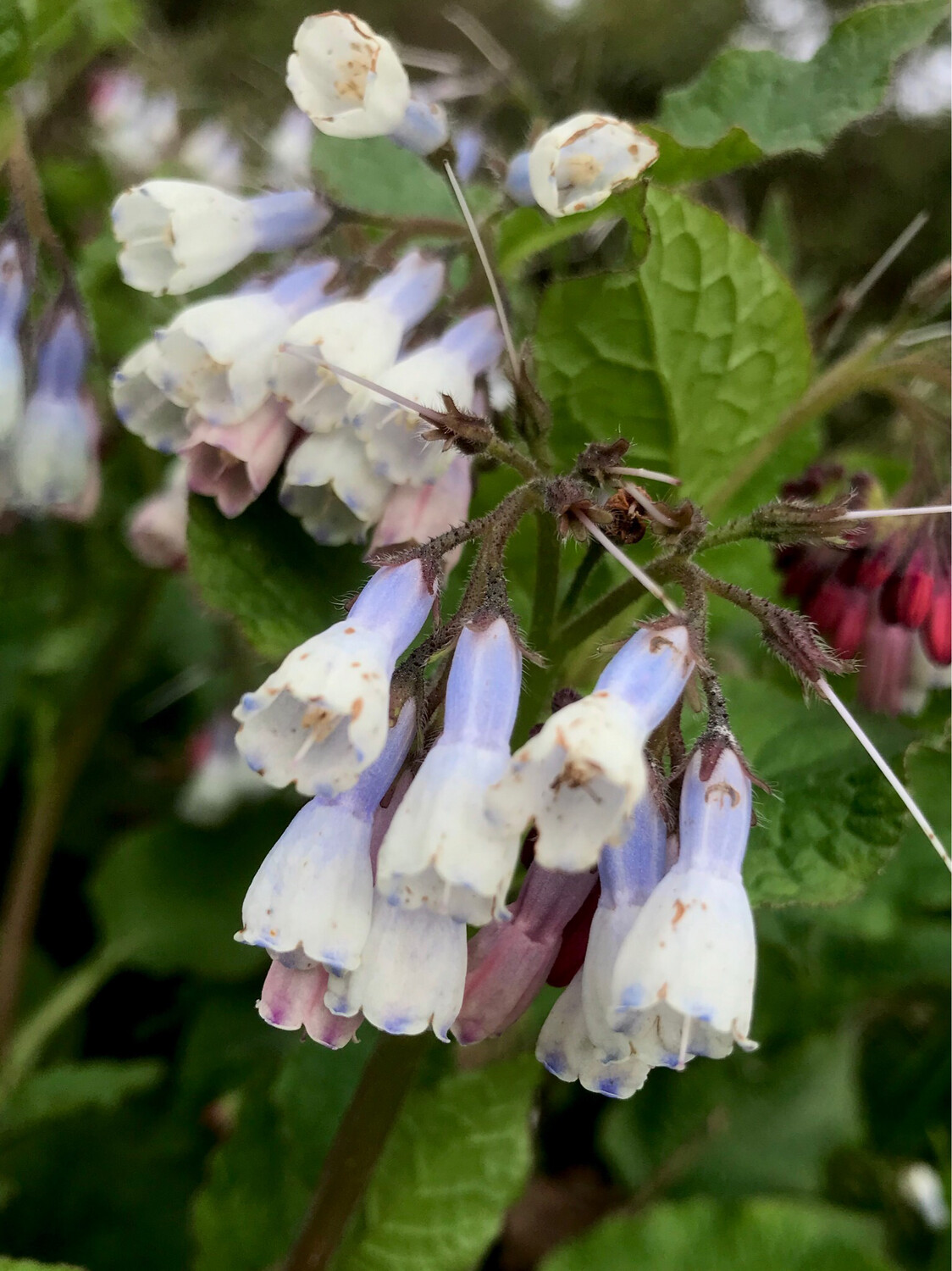 Dwarf Comfrey