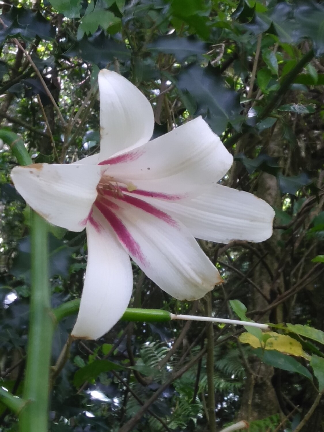 Giant Lily