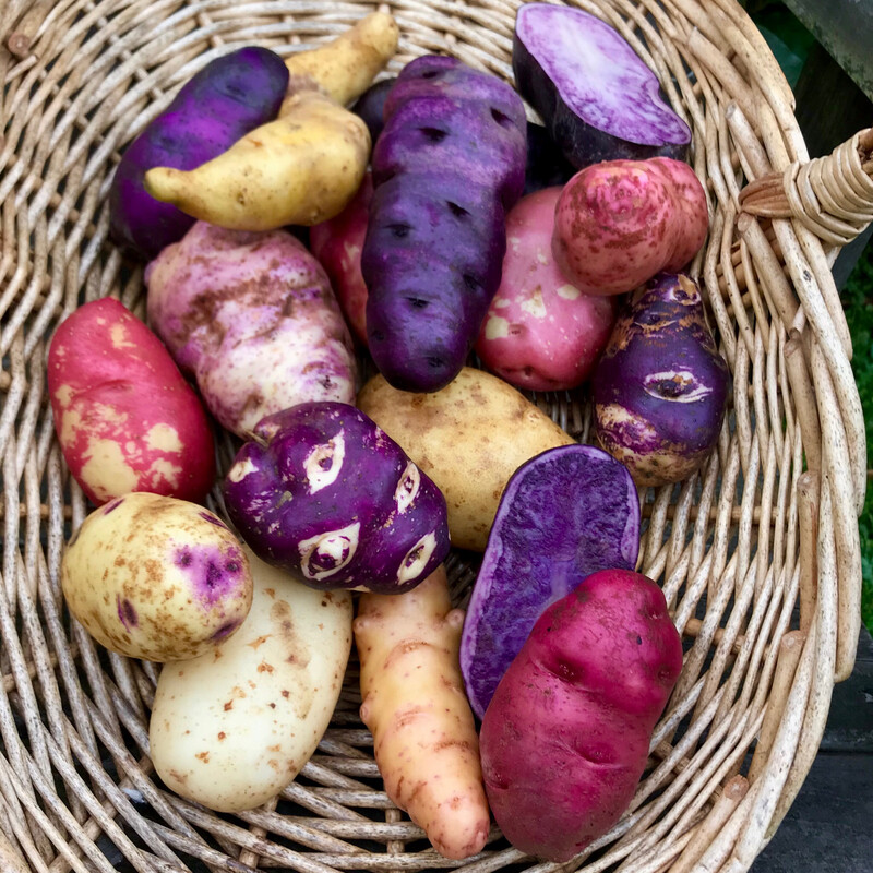 Heritage Seed Potatoes