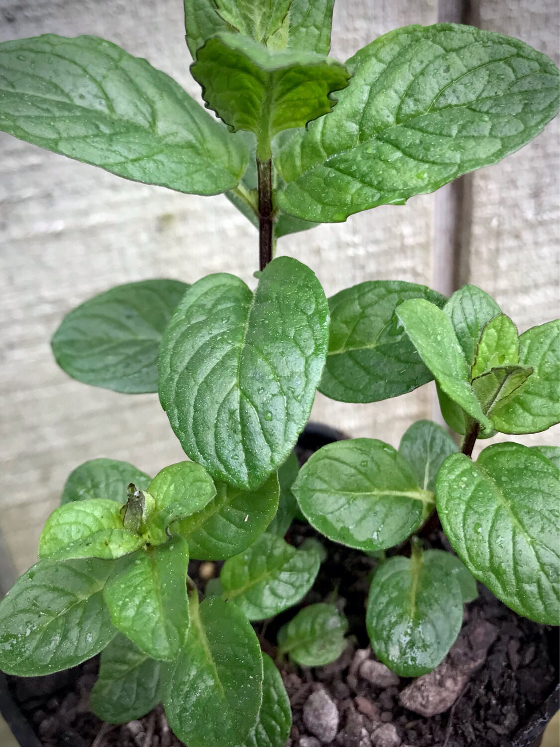 Common Mint