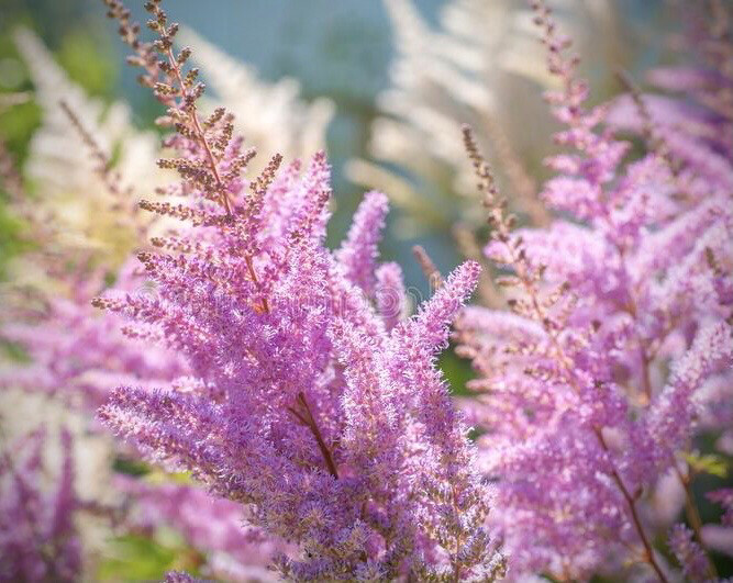 Astilbe