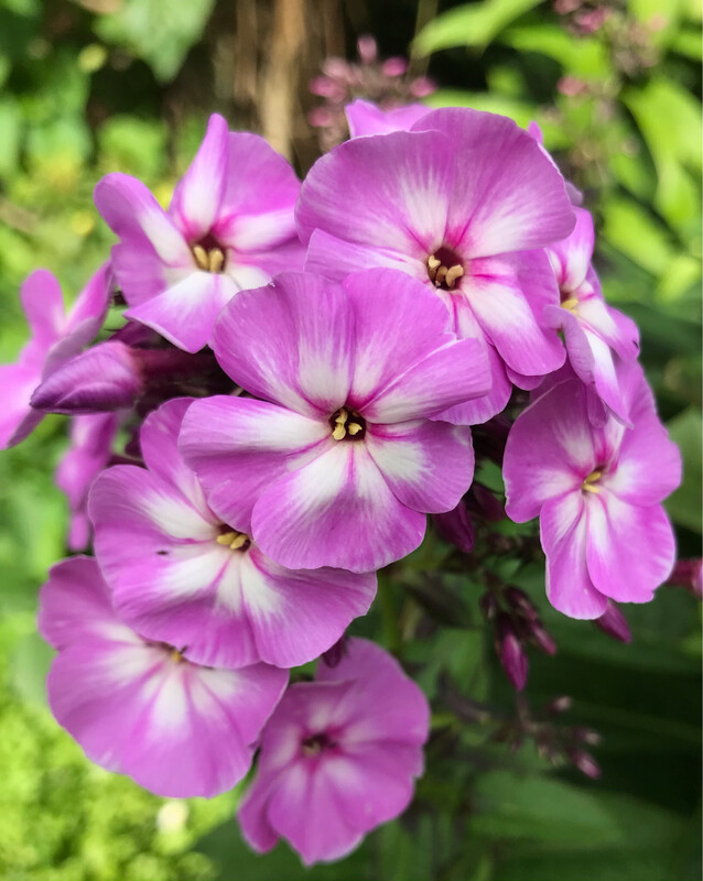 Tall Perennial Phlox &#39;Mauve&#39;