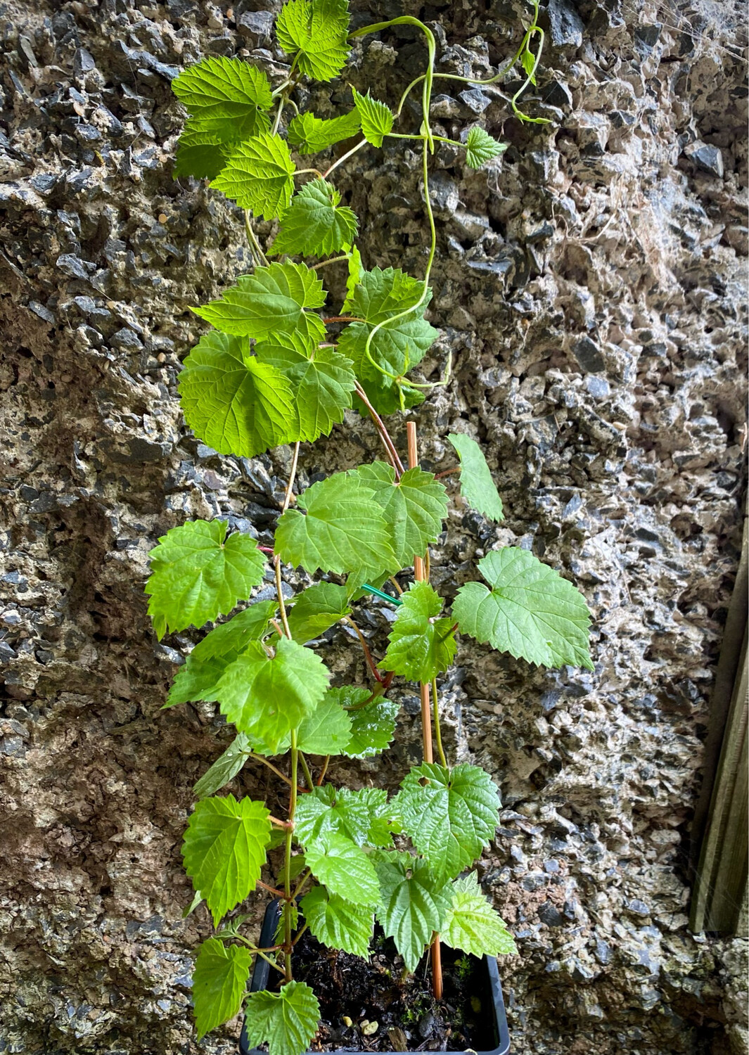 Hop Plant