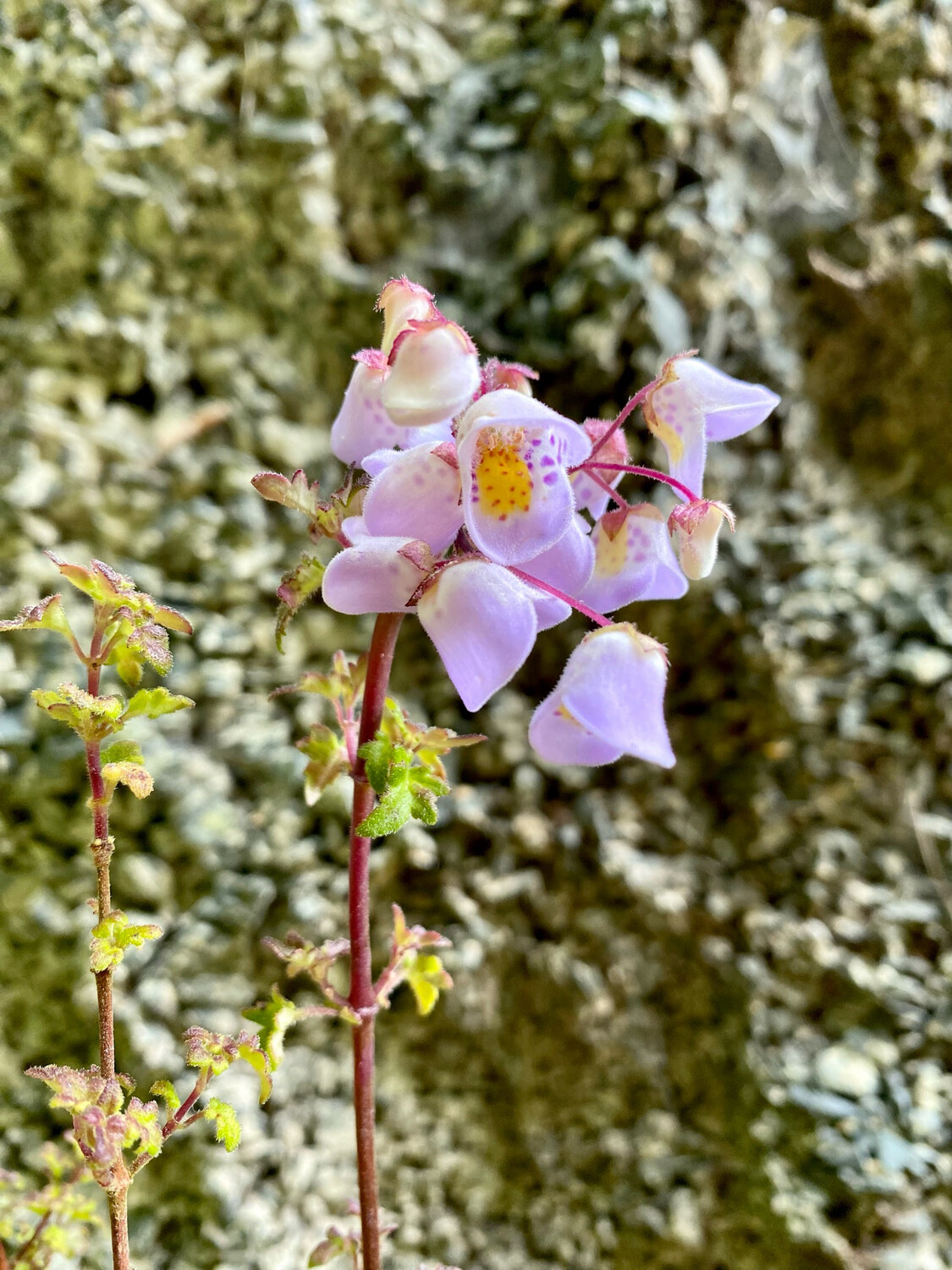 Jovellana punctata