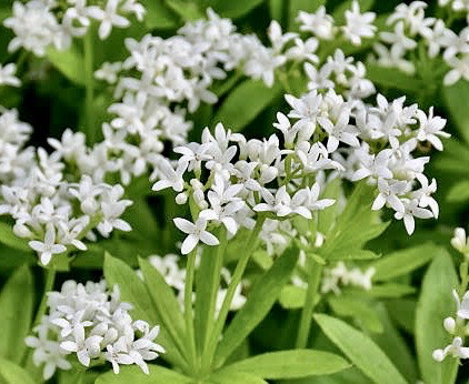 Sweet Woodruff
