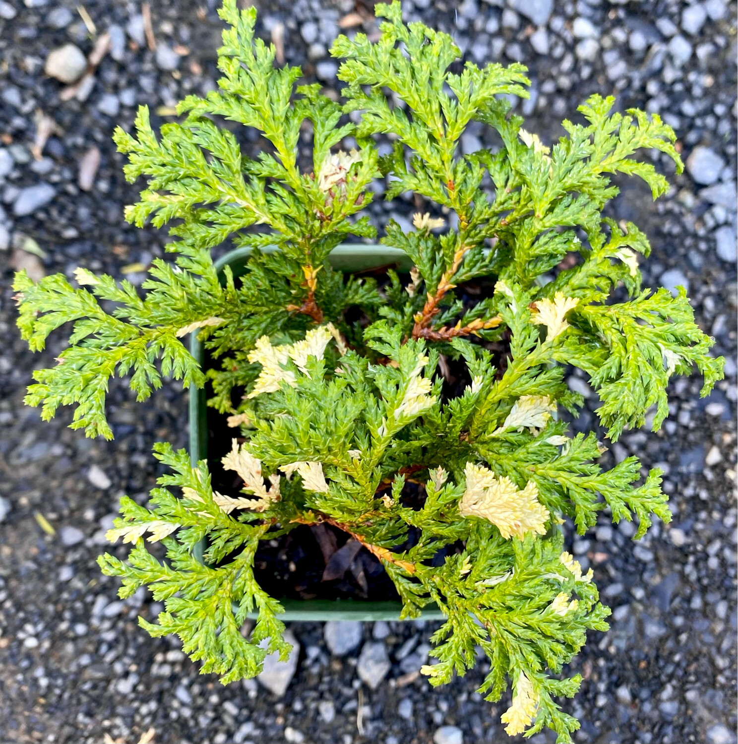 Sawara cypress