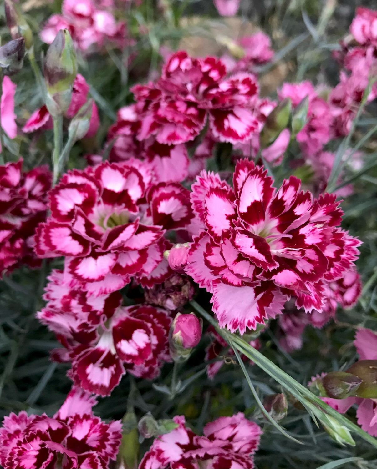 Dianthus ‘Kathryn’