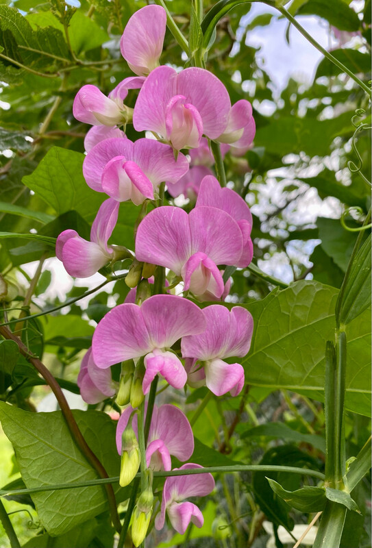 Perennial Plants