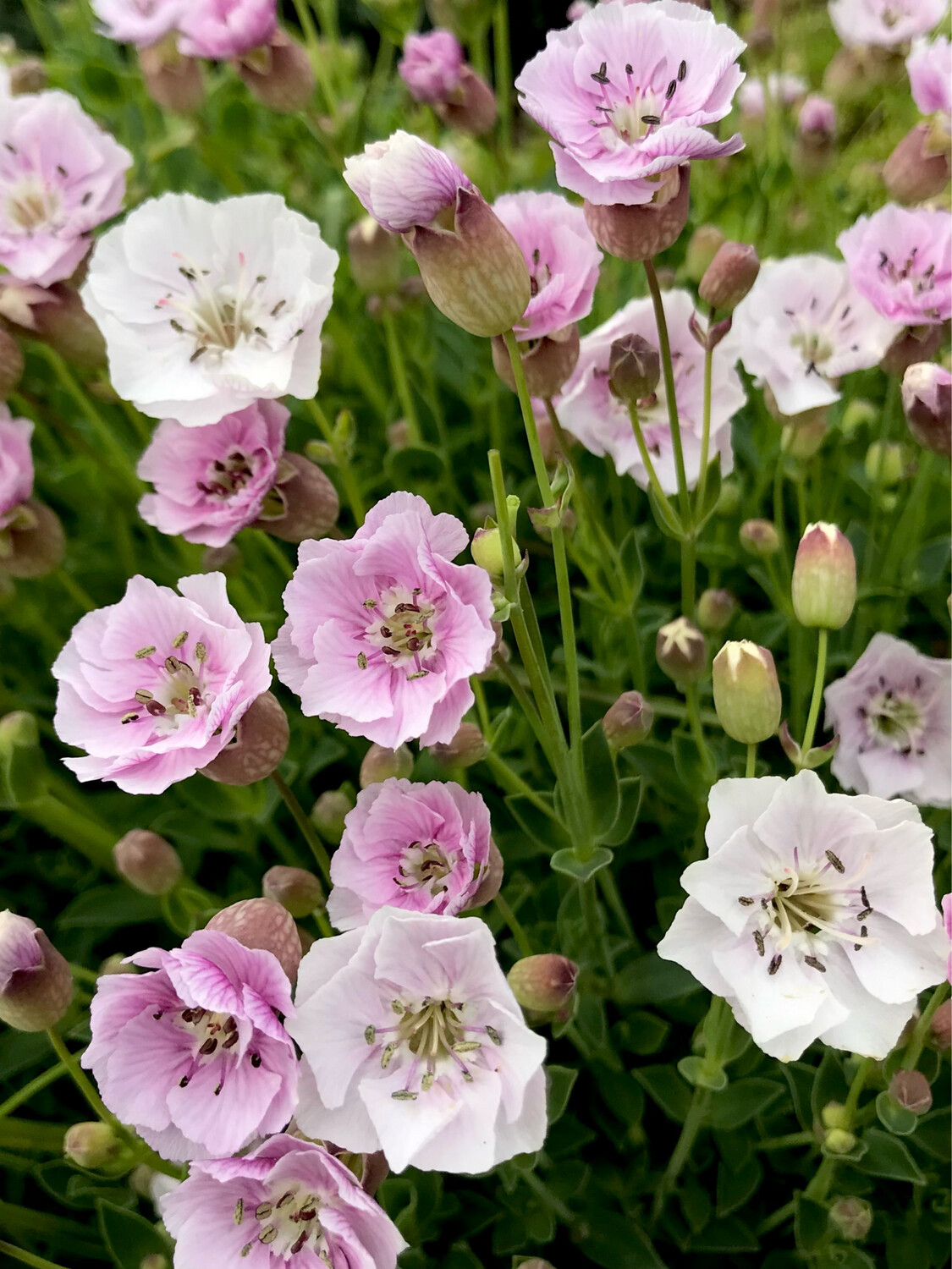 Silene uniflora ‘Compacta’