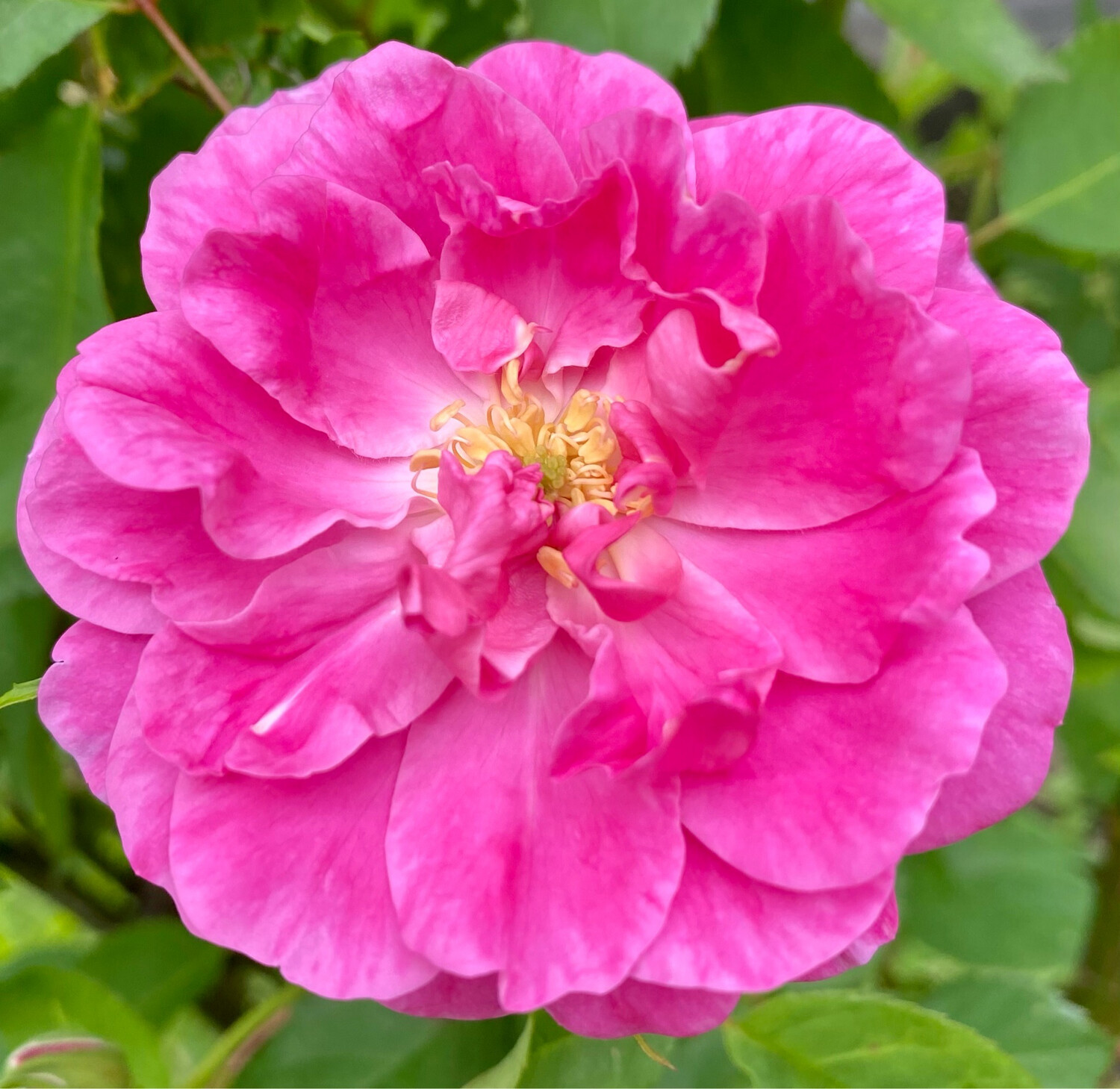 Rose trigintepetala