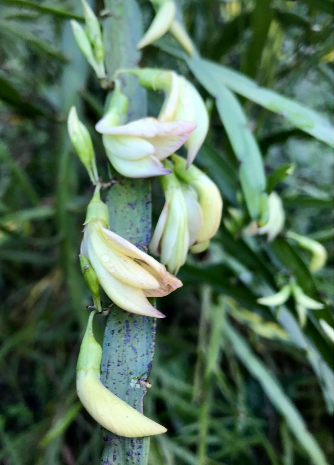 Carmichaelia Williamsii
