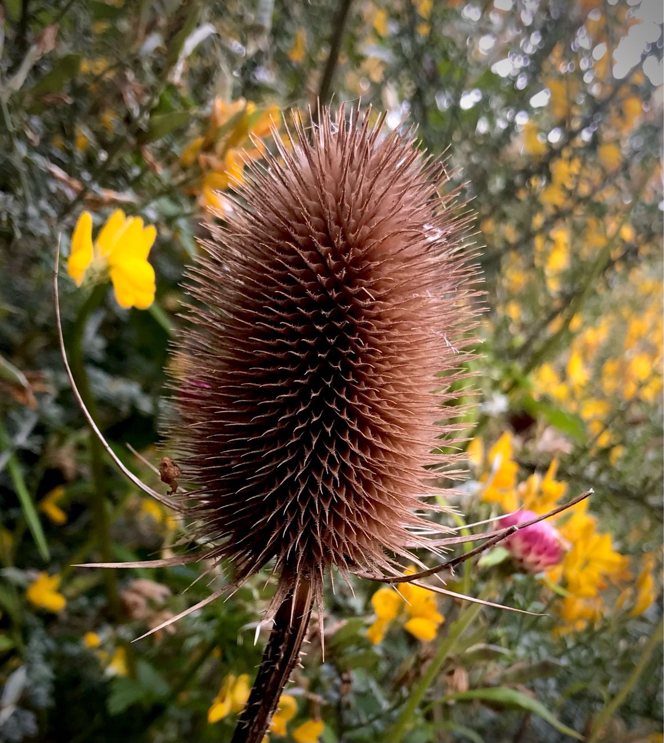 Fullers Teasel