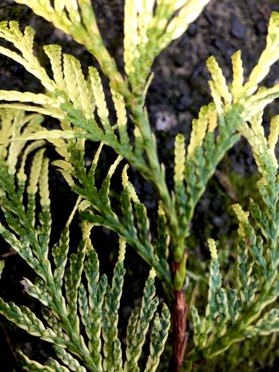 Thuja plicata ‘Zebrina’