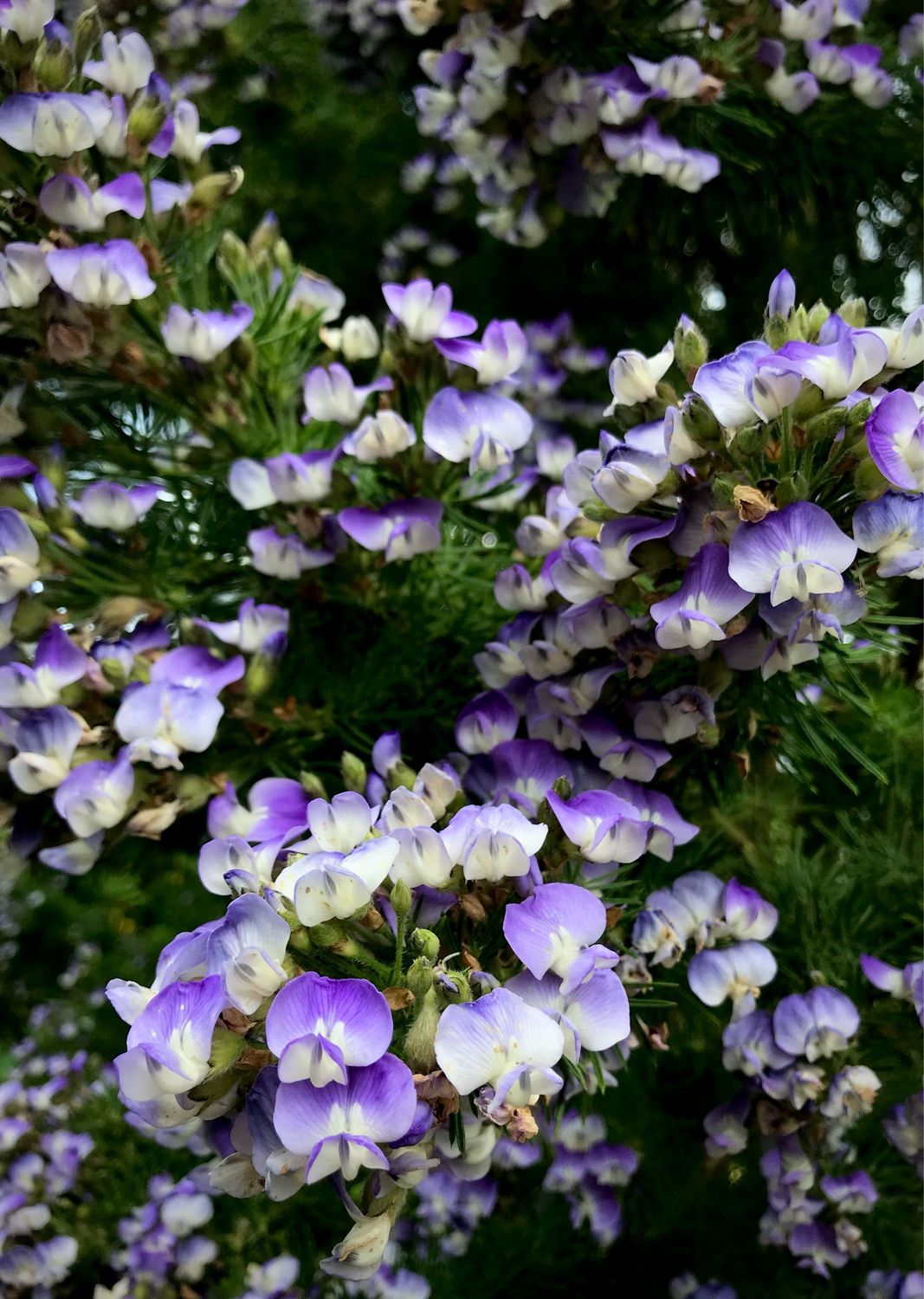 Psoralea Pinnata