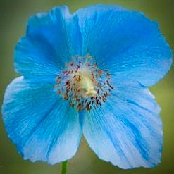 Himalayan Blue Poppy