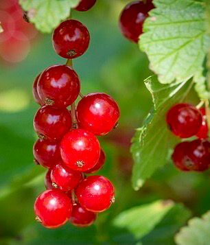 Red Currant
