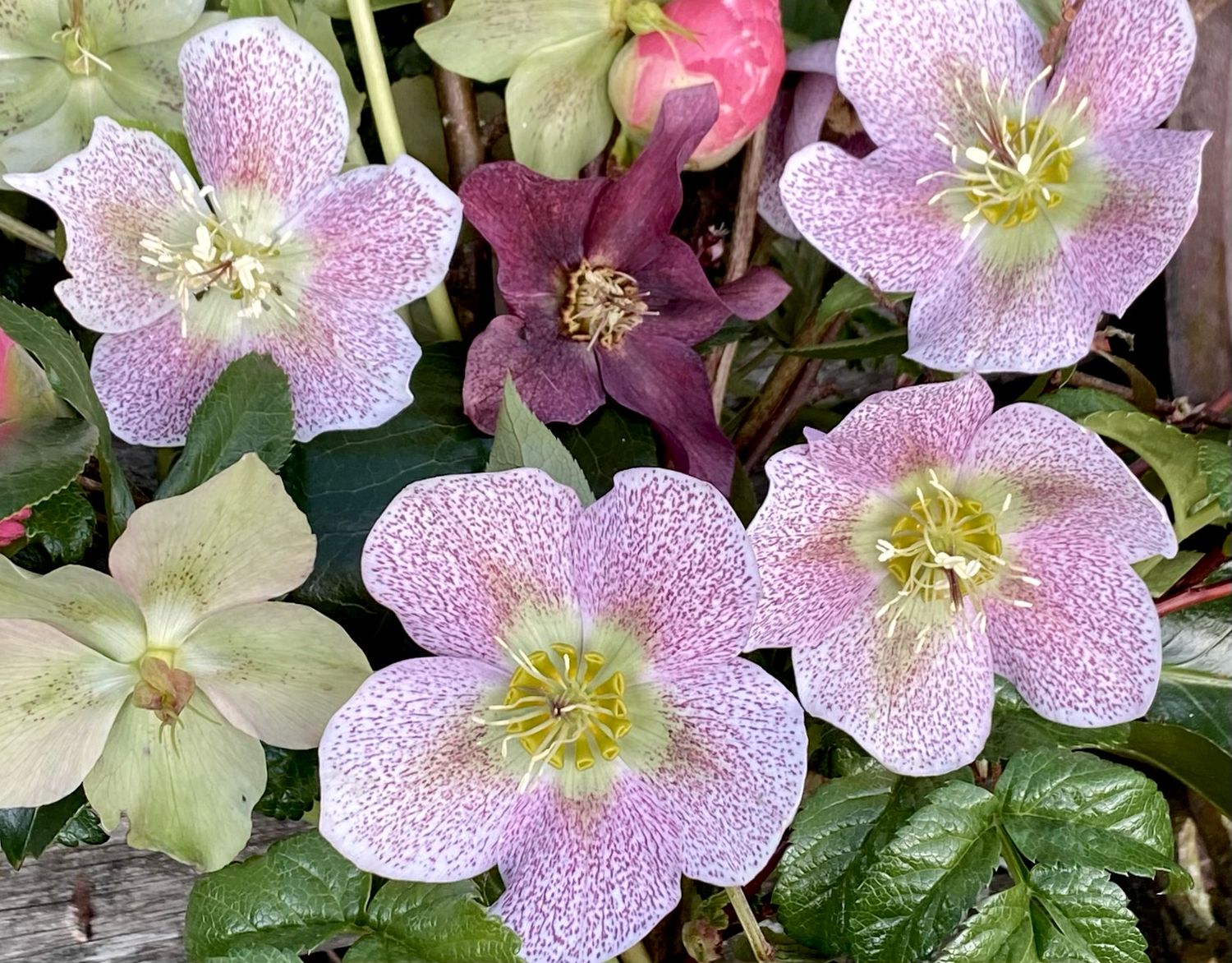 Hellebore