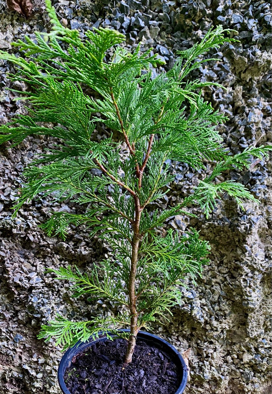 Lawson Cypress