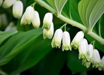 Solomon’s Seal
