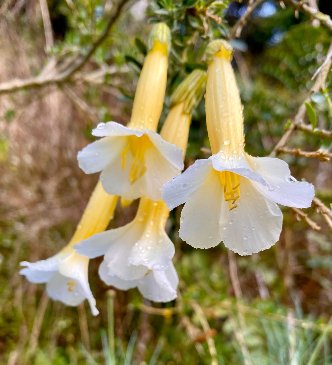 Cantua buxifolia ‘Alba’