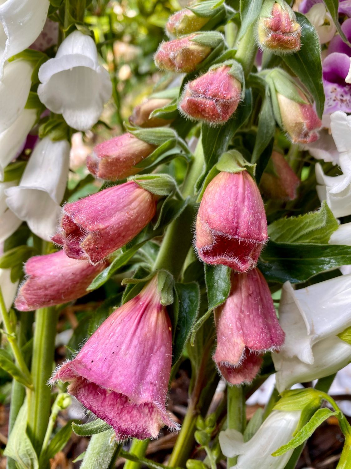Foxglove Strawberry Merton