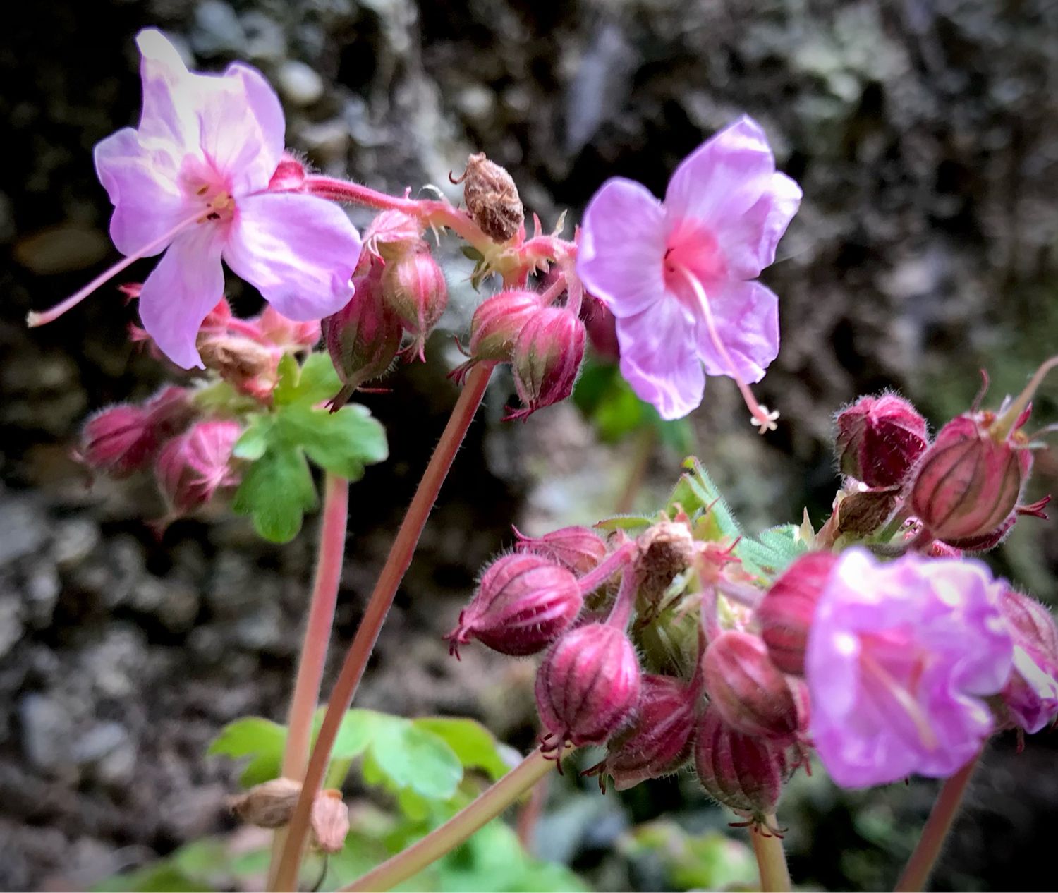 Geranium Ingwersens
