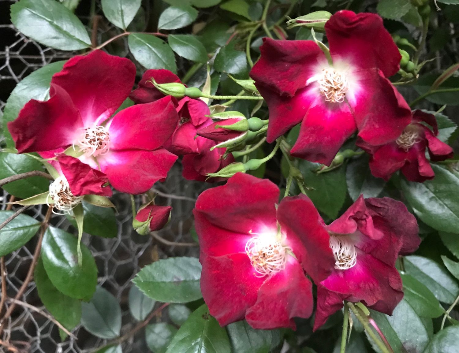 Rose ‘Bloomfield Courage’