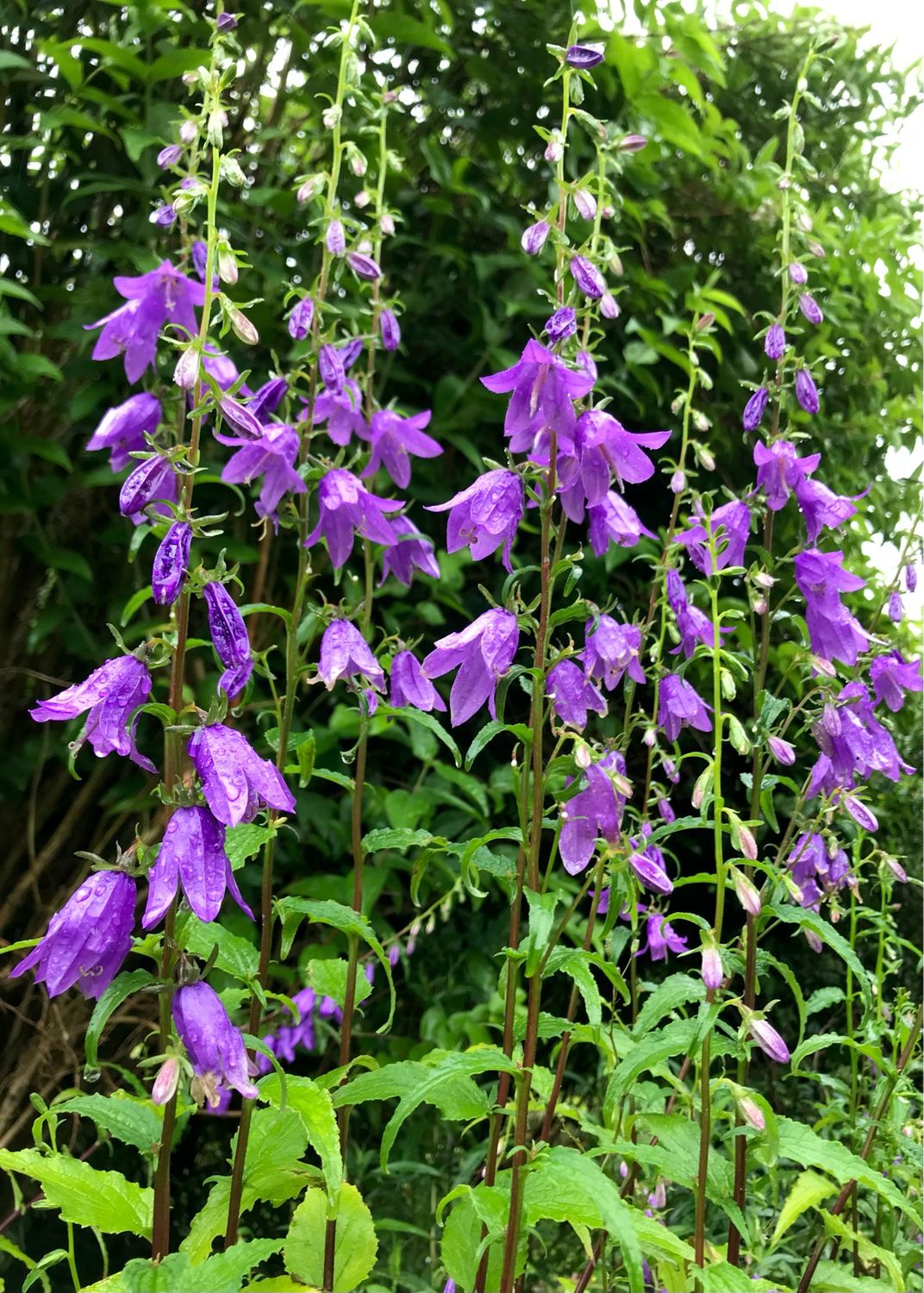 Campanula rapunculoides