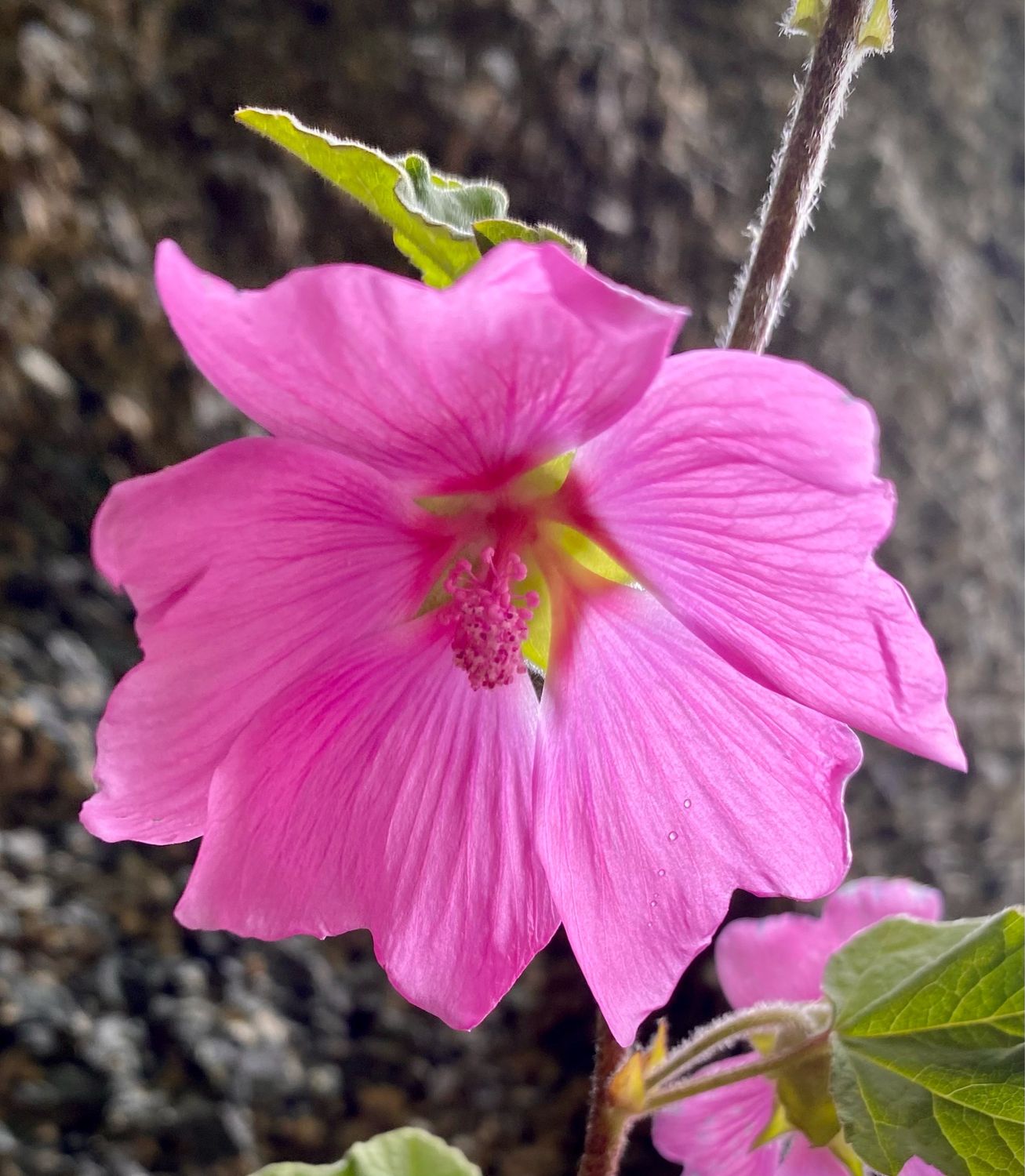 Lavatera X clementii ‘Rosea’