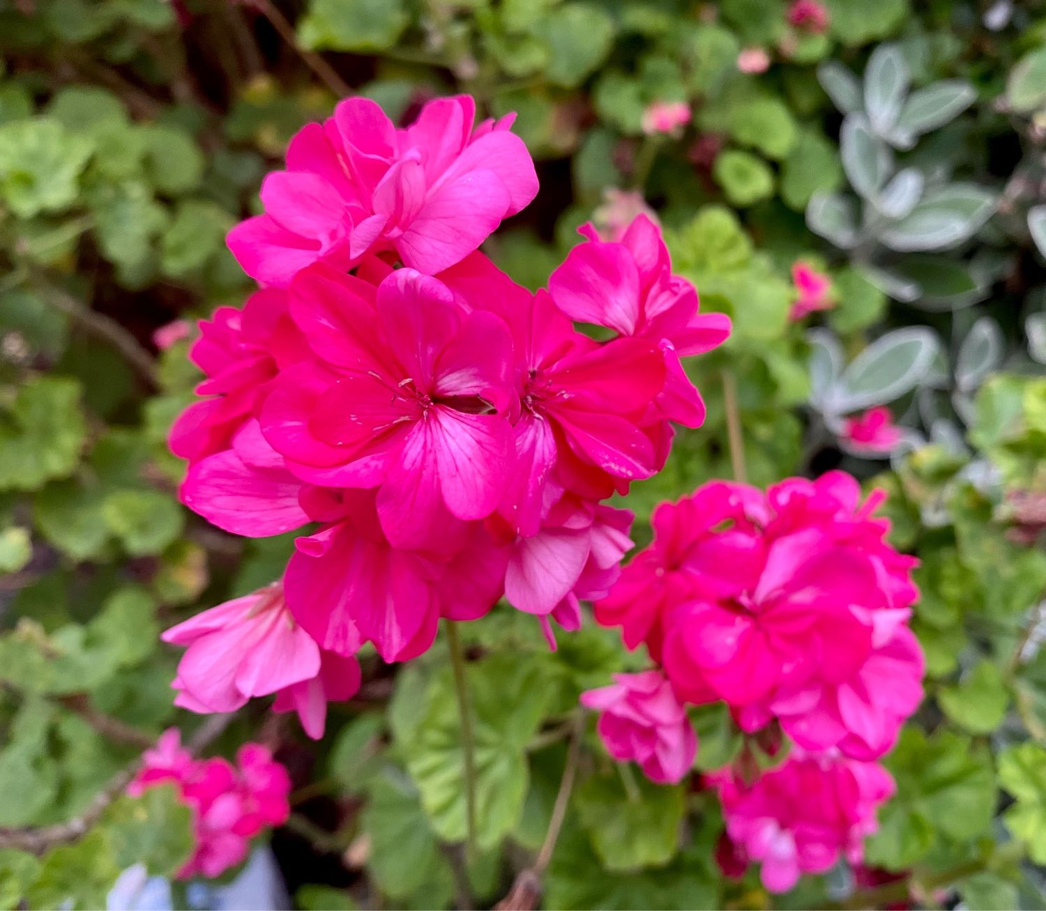 Geranium Bright pink Tall