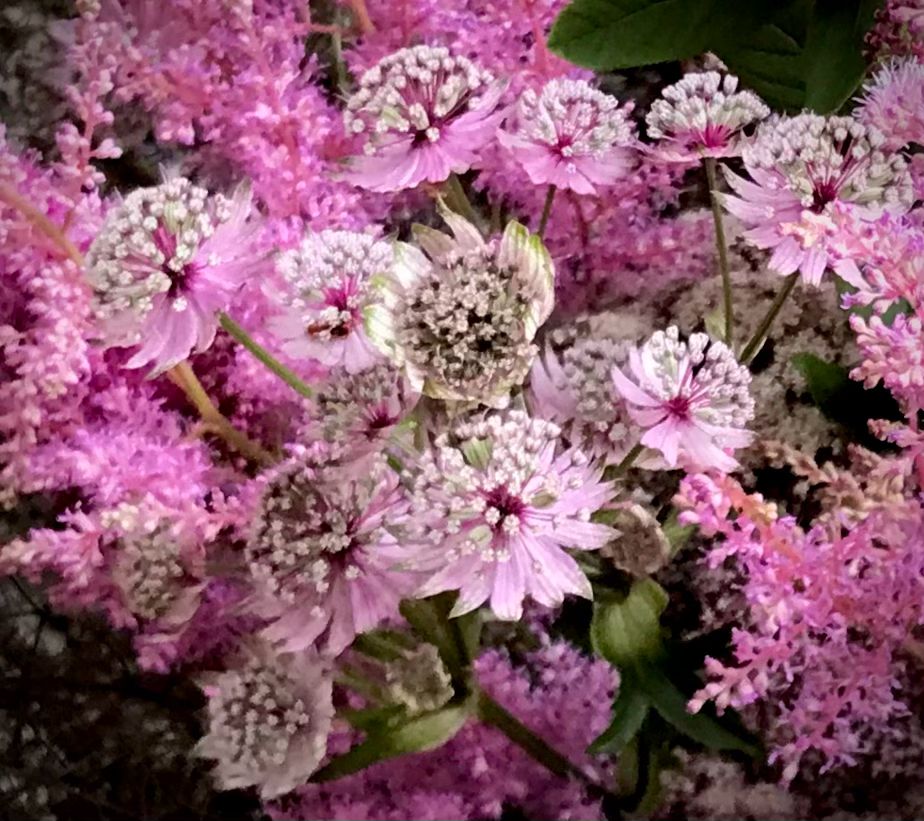 Astrantia major ‘Pale Pink’
