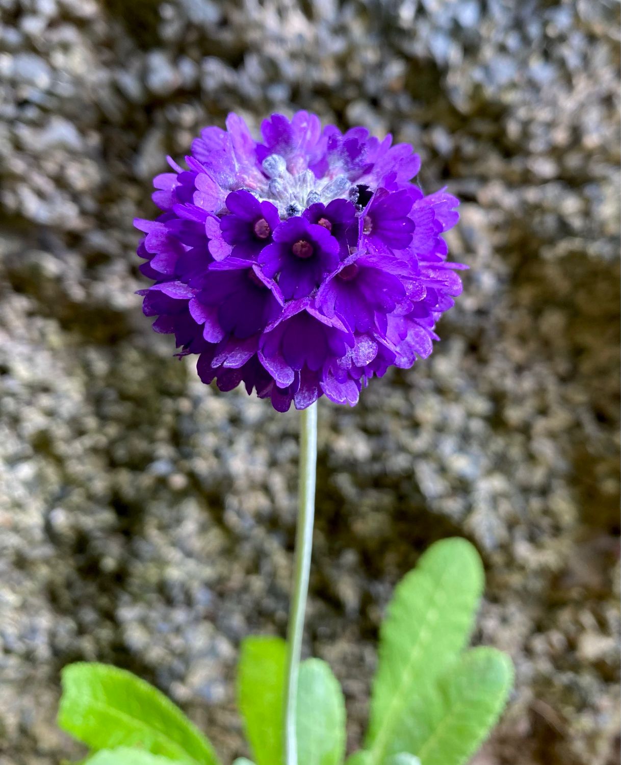 Primula mooreana