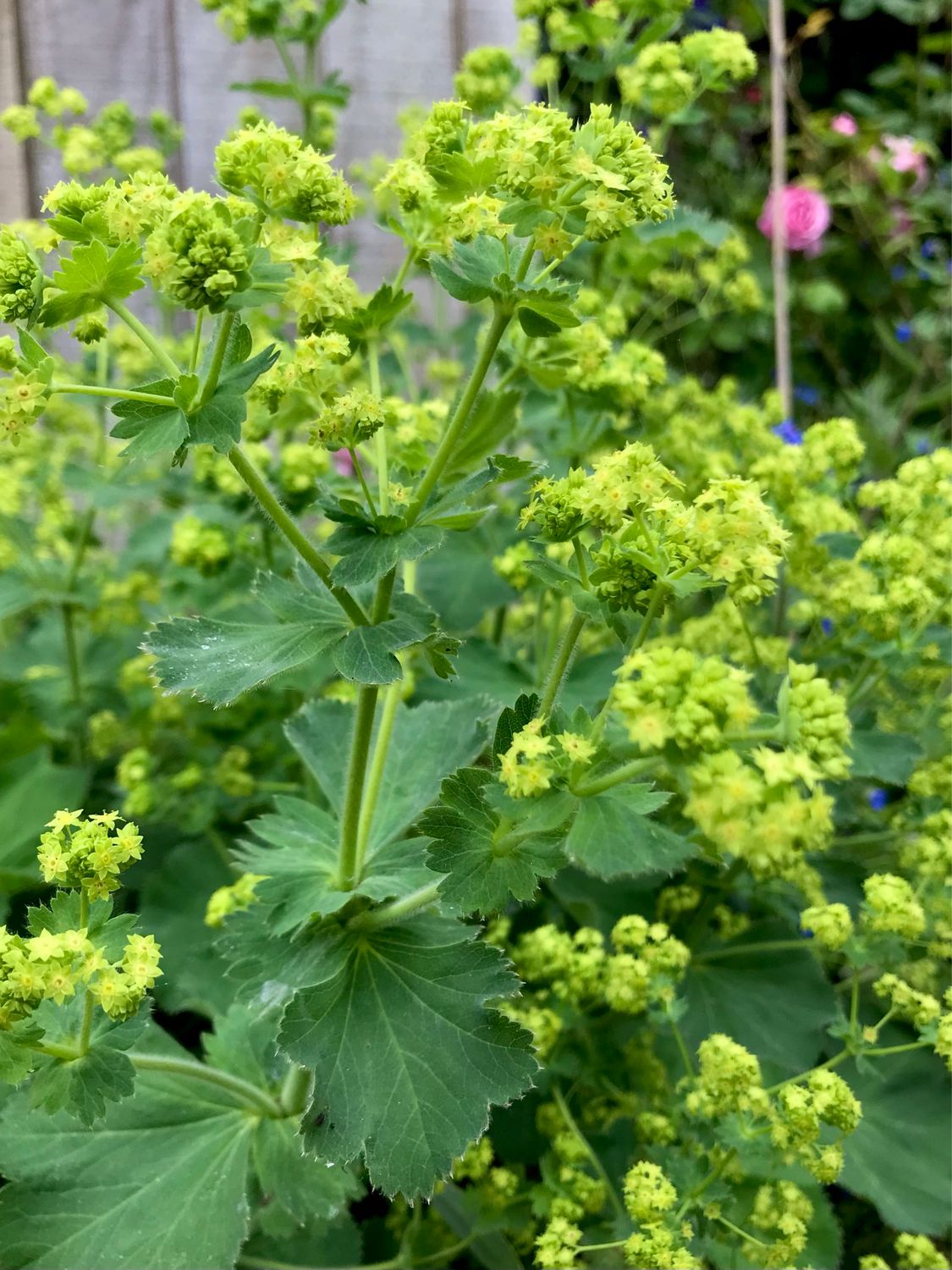 Alchemilla mollis ‘Thriller’