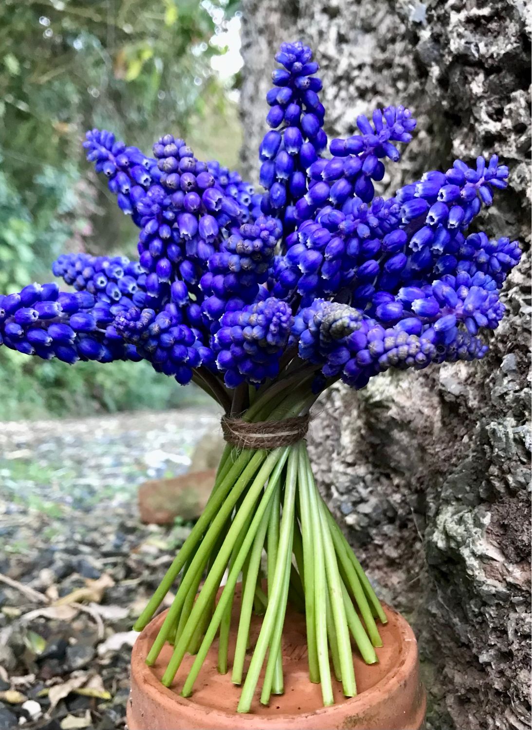 Grape Hyacinths